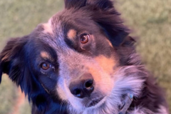 Request Quote: Overnight Dog and Cat Boarding and Dog Daycare - Park City, UT