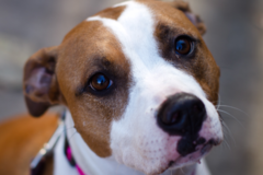 Request Quote: Zen Dog, LLC - Pet Sitting - Peachtree Corners, GA