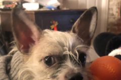 Request Quote: Scoop the Poop Pet Sitting and Walking - Philadelphia, PA