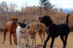 Request Quote: Lazy Dog Ranch Inc - Fort Collins, CO