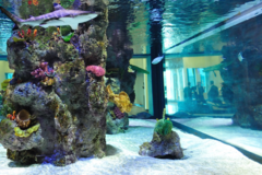 Request Quote: Professional Aquarium Services  - Glastonbury, CT