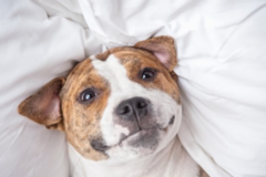 Request Quote: Portland Animal Massage - Beaverton, OR