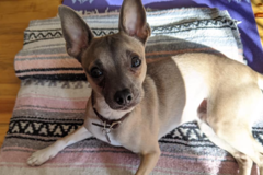 Request Quote: Art of Kokoro - Animal Reiki Healing - Nationwide