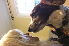 Request Quote: Home Sweet In Home Pet Sitting Services - Greensboro, NC