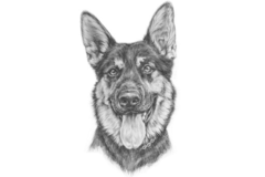 Request Quote: Best Pet Art - Etsy Pet Portrait Artist - Nationwide
