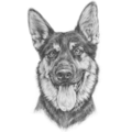 Best Pet Art - Etsy Pet Portrait Artist - Nationwide