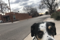 Request Quote: Paws In Action - In Home Pet Sitting and Dog Walking  - Albuquerque, NM