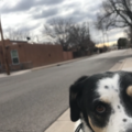 Paws In Action - In Home Pet Sitting and Dog Walking  - Albuquerque, NM