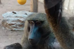 Request Quote: Animal Reiki Light with Katherine  - Nationwide