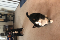 Request Quote: Sitters 4 Critters - Pet Care - Dog Walking - Pet Sitting - Blandon, PA