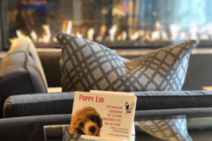 Request Quote: Puppy Luv - Dog Grooming and Pet Sitting - Arlington, VA