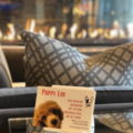 Puppy Luv - Dog Grooming and Pet Sitting - Arlington, VA
