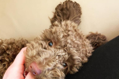 Request Quote: It's Pawty Time LLC - In Home Pet Sitting - Hillsborough Township, NJ