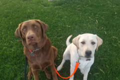 Request Quote: Arizona Active Paws - Dog Walking and Exercising - Gilbert, AZ