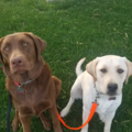 Arizona Active Paws - Dog Walking and Exercising - Gilbert, AZ
