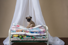 Request Quote: Whitehall Pet Photography - Ballwin, MO