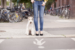 Request Quote: Pet Peeps: Your Pets Got Peeps - Pet Sitting Service - Washington, DC