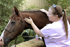 Request Quote: Holistic Therapies Animal Massage - Flagstaff, AZ