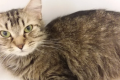 Request Quote: Keke and Fetch Pet Sitting and Dog Walking - Phoenix, AZ