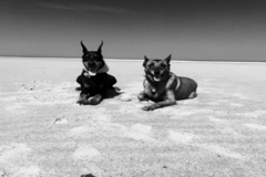 Request Quote: A Tail Above Dog Training and Canine Nutrition - East Dennis, MA