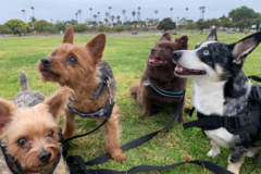 Request Quote: DDs Dog Training and Paw Pro - San Diego, CA