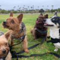 DDs Dog Training and Paw Pro - San Diego, CA
