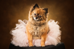 Request Quote: Crain Pet Photography - Seattle, WA