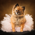 Crain Pet Photography - Seattle, WA