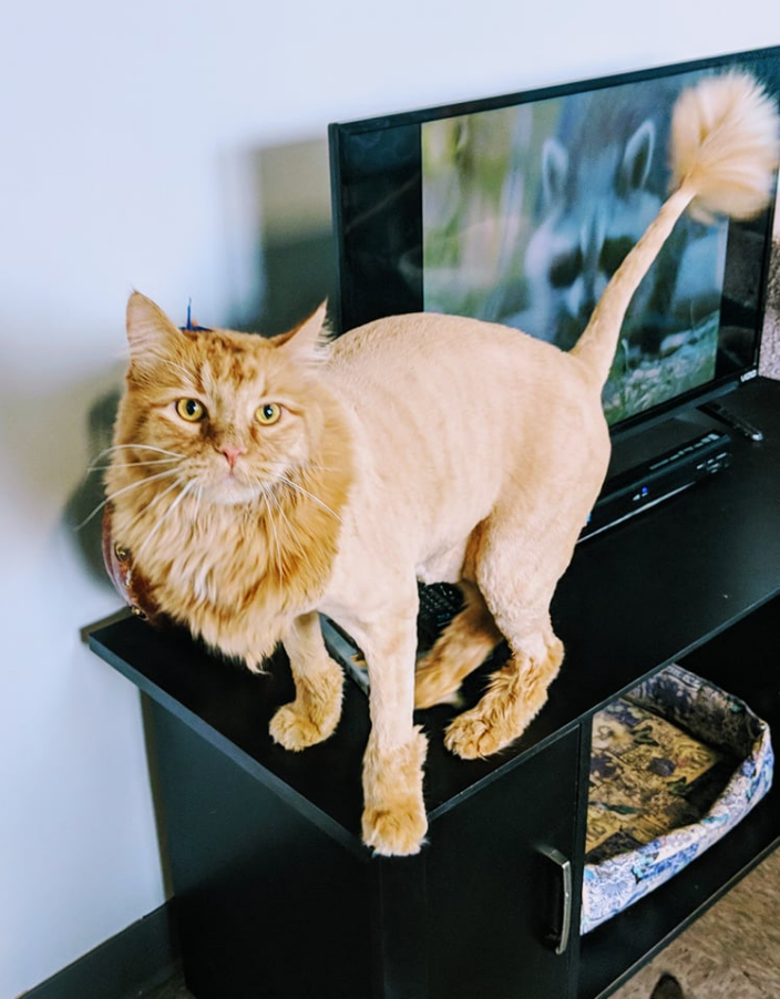 Omaha, NE The Grand Feline Hotel and Salon Pet Grooming and Boarding