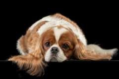 Request Quote: Judy Curran Pet Photography - Germantown, NY