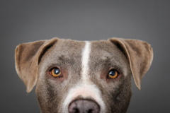 Request Quote: Sara Cozolino Pet Photography - Hudsonville, MI