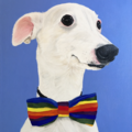 Custom Pet Portrait Made From Your Photo - Pet Paintings - Nationwide