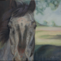 Oil or Pastel Pet Portraits - Etsy Artist - Nationwide