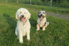 Request Quote: Doggy Duty - Pet Sitting Services - South Windsor, CT