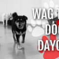 Wag Time Doggie Daycare - Arlington, TX