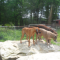 Canine College - Bow Wow Resort - Private Dog Training - Holbrook, MA