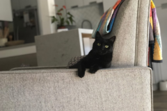 Request Quote: Dog Behavior Training - Private Canine and Puppy Trainers - Playa Del Rey, CA