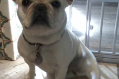 Request Quote: Just Around The Corner Pet Sitting & Home Service - Phoenix, AZ