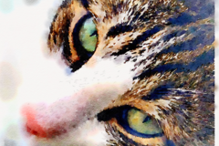 Request Quote: KLD Pet Photography - Patchogue, NY