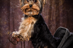 Request Quote: PawsToPixels - Pet Photographer - Annapolis, MD