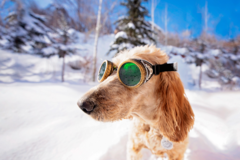 Request Quote: Liz Dranow Pet Photography - Park City, UT