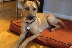 Request Quote: Total Dog! - Puppy and Dog Training Professionals - Austin, TX