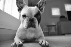 Request Quote: Platinum Leash - Dog Walking and Pet Sitting - Portland, OR