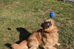 Request Quote: K2 Pet Training and Resources - Private Dog Trainers - Goldsboro, PA