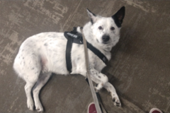 Request Quote: Wag N' Wash - Mobile Pet Groomers - Seattle, WA