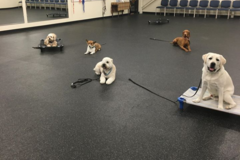 Request Quote: The Happy Retriever - Dog Training Services - Holliston, MA