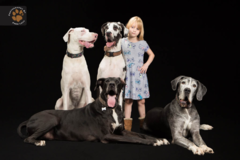 Request Quote: Fred Levy Pet Photography - Littleton, MA