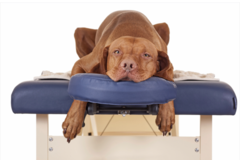 Request Quote: Healing Paws Canine Massage Therapy  - New Bern, NC
