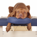 Healing Paws Canine Massage Therapy  - New Bern, NC