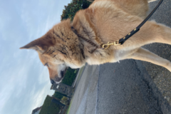 Request Quote: Pawz4Pawz PetCare Dog Walking & Sitting Service - Edmonds, WA